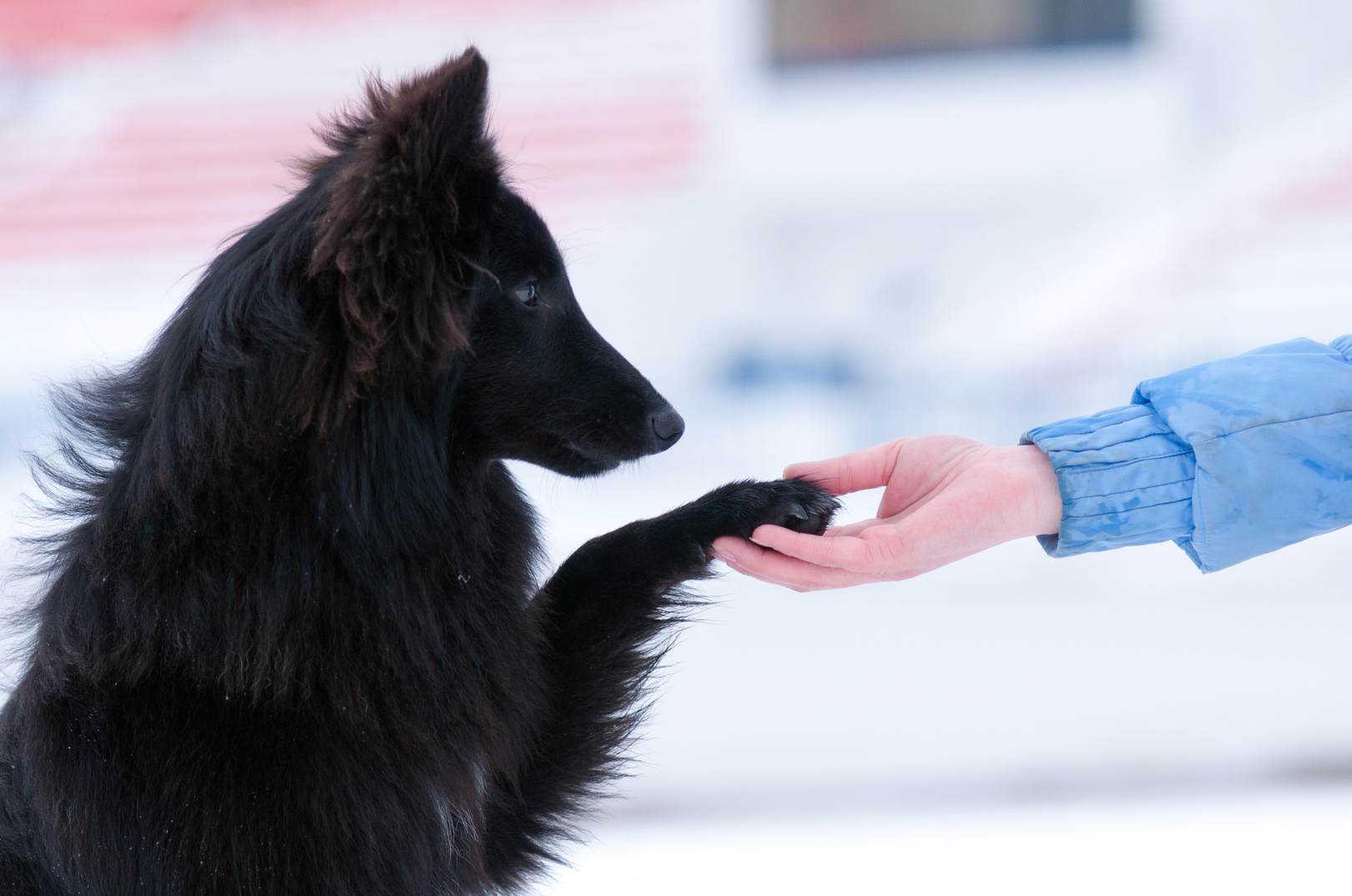 Young Black Dog Shaking Paw with a Person